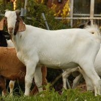 Buren Ziegen Böcke zu verkaufen / Boer Goats Rams for sale: